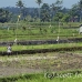 rice_ubud_h_0140_bal0956.jpg